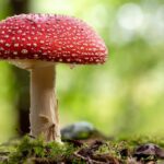 Naučnici koji su proučavali psihodelične gljive otkrili su da ljudski mozak pokazuje sličnu aktivnost tokom "tripa" kao i kada sanja.
