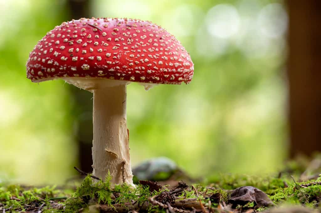 Naučnici koji su proučavali psihodelične gljive otkrili su da ljudski mozak pokazuje sličnu aktivnost tokom "tripa" kao i kada sanja.